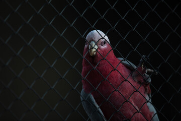 Adorable Parrot in a cage.