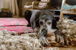 © Danil Nevsky/Stocksy - Adorable big black dog sitting on destroyed pillow at home