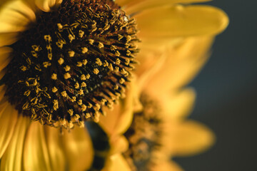 The Sunflower closeup