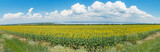 Fototapeta Dmuchawce - Panoramic view of huge field sunflowers
