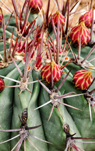 Cactus With Flower Buds