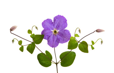 Poster - Clematis flower isolated