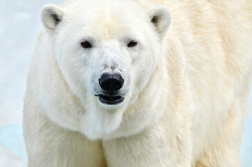 Wall Mural - white polar bear
