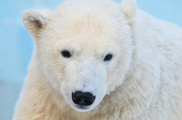 Wall Mural - polar bear cub