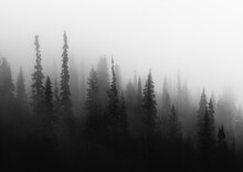 Dense fog over lush old growth forest