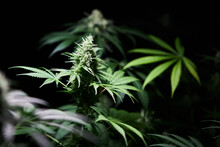 Budding Cannabis Plant
