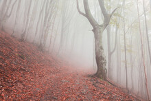 Mysterious Autumn Forest With Fog.