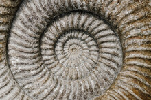 Prehistoric Ammonite Fossil With Brown And Neutral Tones