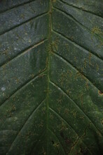 Close Up Background Of A Dark Green Leaf That Shows The Nerves And The Moss Growing Op Top Of It