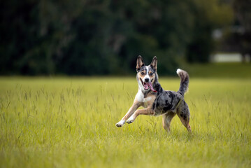 Koolie Australian working herding dog or German Coolie. Australia original  working herding dog. Running and playing in a green open field