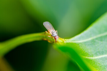 Wall Mural - Exotic Drosophila Fly Diptera Parasite Insect on Green Leaf Macro