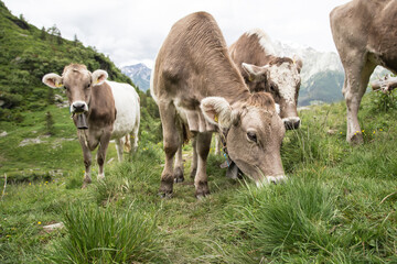 Cows in the swiss alps