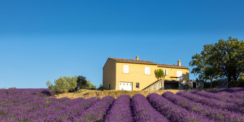 Lavender fields in Valensole in South of France