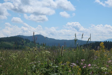 Meadow full of grass and wildflowers