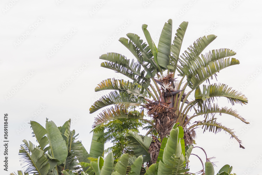plant white bird of paradise strelitzia augusta Strelitzia nicolai Stock  Photo | Adobe Stock