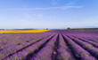 © CACTUS Creative Studio/Stocksy - Lavender in Provence