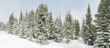 © Angela Lumsden/Stocksy - Panorama of snow covered pine trees in winter