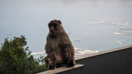 Gibraltar is a British Overseas Territory and headland, on Spain's south coast.