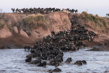 Wildebeests Are Crossing Mara River. Great Migration, Kenya