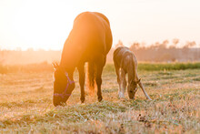 Colt Standing Next To Mare At Sunrise