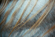 © Hakan & Sophie/Stocksy - Blond manes on muscular horse's neck