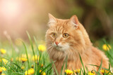 Fototapeta Koty - portrait red fur cat in green summer grass with yellow flowers background