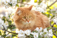 Portrait Orange Fur Cat, Yellow Eyes And Apple Tree White Flower Background