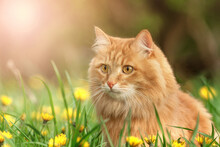 Portrait Red Fur Cat In Green Summer Grass With Yellow Flowers Background