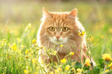 portrait red fur cat in green summer grass with yellow flowers background