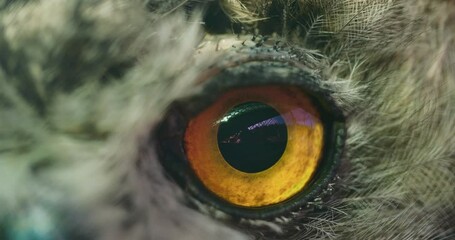Close-up of the eye of a large owl.