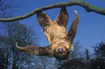 Wall Mural - two toed sloth choloepus didactylus hanging upside down from branch against blue sky