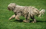 Fototapeta Konie - KOMONDOR DOG, ADULT RUNNING ON GRASS