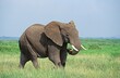 AFRICAN ELEPHANT loxodonta africana IN KENYA