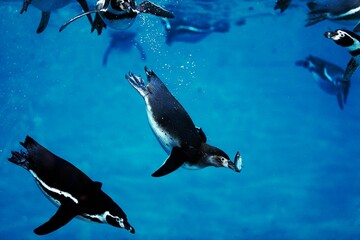 Wall Mural - humboldt penguin, spheniscus humboldti, adult catching fish, underwater view