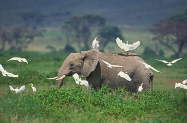 Wall Mural - african elephant loxodonta africana with cattle egrets, kenya