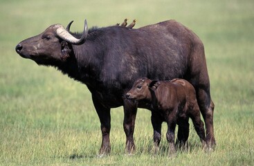 Poster - AFRICAN BUFFALO syncerus caffer IN MASAI MARA PARK IN KENYA