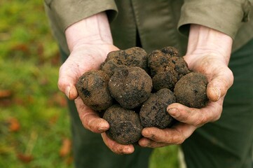 Wall Mural - PERIGORD TRUFFLE tuber melanosporum, DROME IN THE SOUTH EAST OF FRANCE