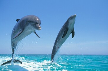 Wall Mural - BOTTLENOSE DOLPHIN tursiops truncatus, PAIR LEAPING OUT OF WATER, HONDURAS