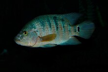 Peacock Cichlid, Cichla Ocellaris, Adult Fish From South America