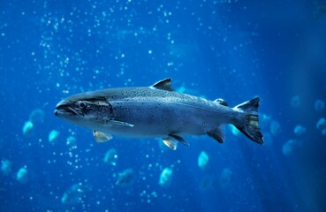 Wall Mural - atlantic salmon salmo salar, quebec canada