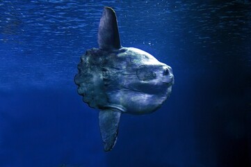 Wall Mural - sunfish mola mola, california