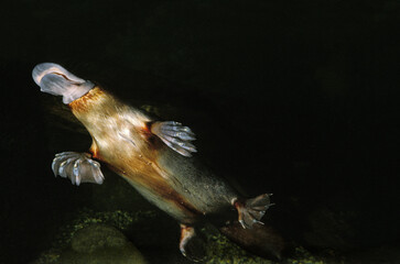 Wall Mural - platypus ornithorhynchus anatinus, adult swimming in river, australia
