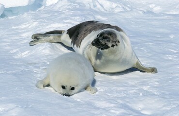 Wall Mural - harp seal pagophilus groenlandicus, mother and pup on ice field, magdalena island in canada