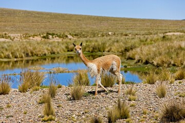 Wall Mural - vicuna vicugna vicugna, pampa galeras national reserve, peru