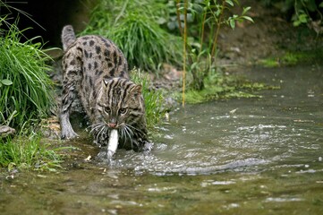 Wall Mural - fishing cat prionailurus viverrinus, adult in water catching fish