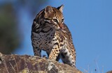 OCELOT leopardus pardalis, ADULT STANDING ON ROCK