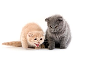 Poster - 2 MONTHS OLD SCOTTISH FOLD CREAM AND BLUE KITTENS