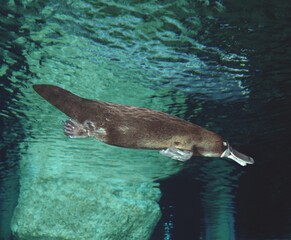 Wall Mural - platypus ornithorhynchus anatinus, australia