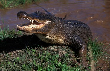 Wall Mural - american alligator alligator mississipiensis, adult emerging from water, threat posture, florida
