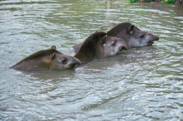 Wall Mural - lowland tapir tapirus terrestris, group standing in water